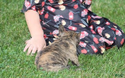 French Bulldog dogs for sale: Roland - Image 10