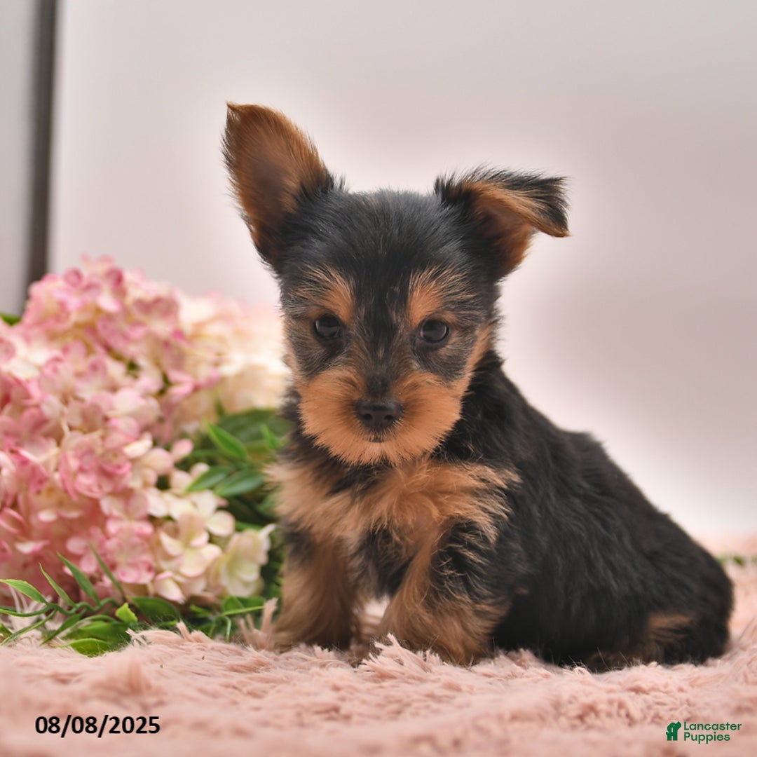 Yorkshire Terrier dogs for sale: Ricky - Image 5