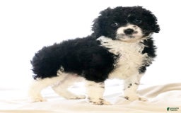 Cockapoo dogs for sale: Brady - Image 5