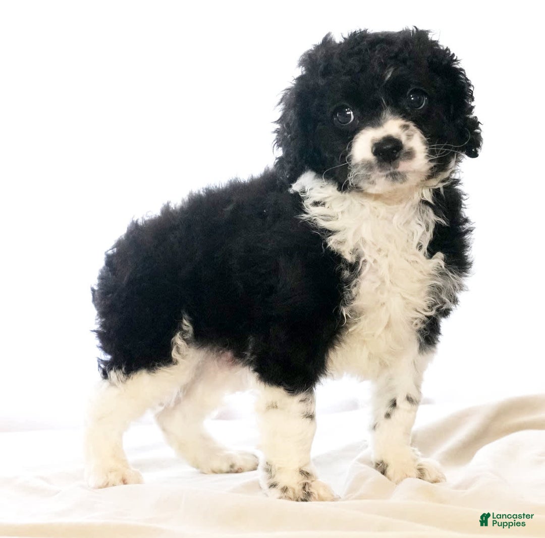 Cockapoo dogs for sale: Brady - Image 5