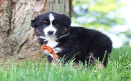 Australian Shepherd dogs for sale: Baja - Image 8