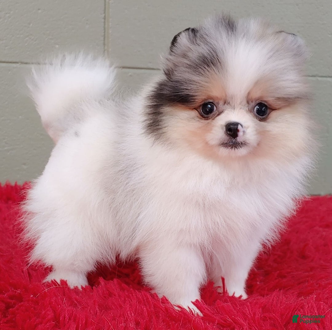 Pomeranian dogs for sale: Sparkle - Image 8