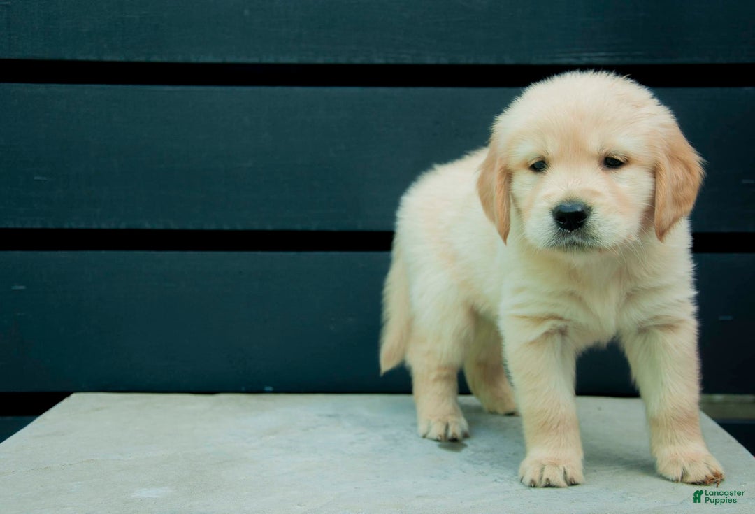 Golden Retriever dogs for sale: Bashful Aka Green - Image 2