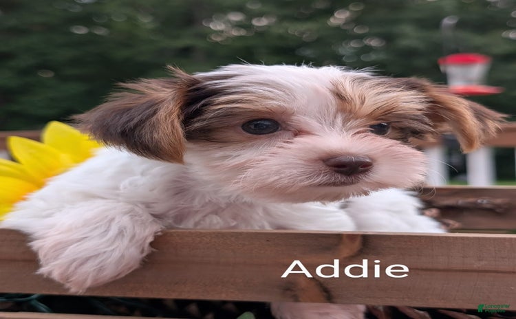 Yorkshire Terrier dogs for sale - Ad 3