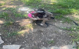 American Bully dogs for sale: Dior - Image 6