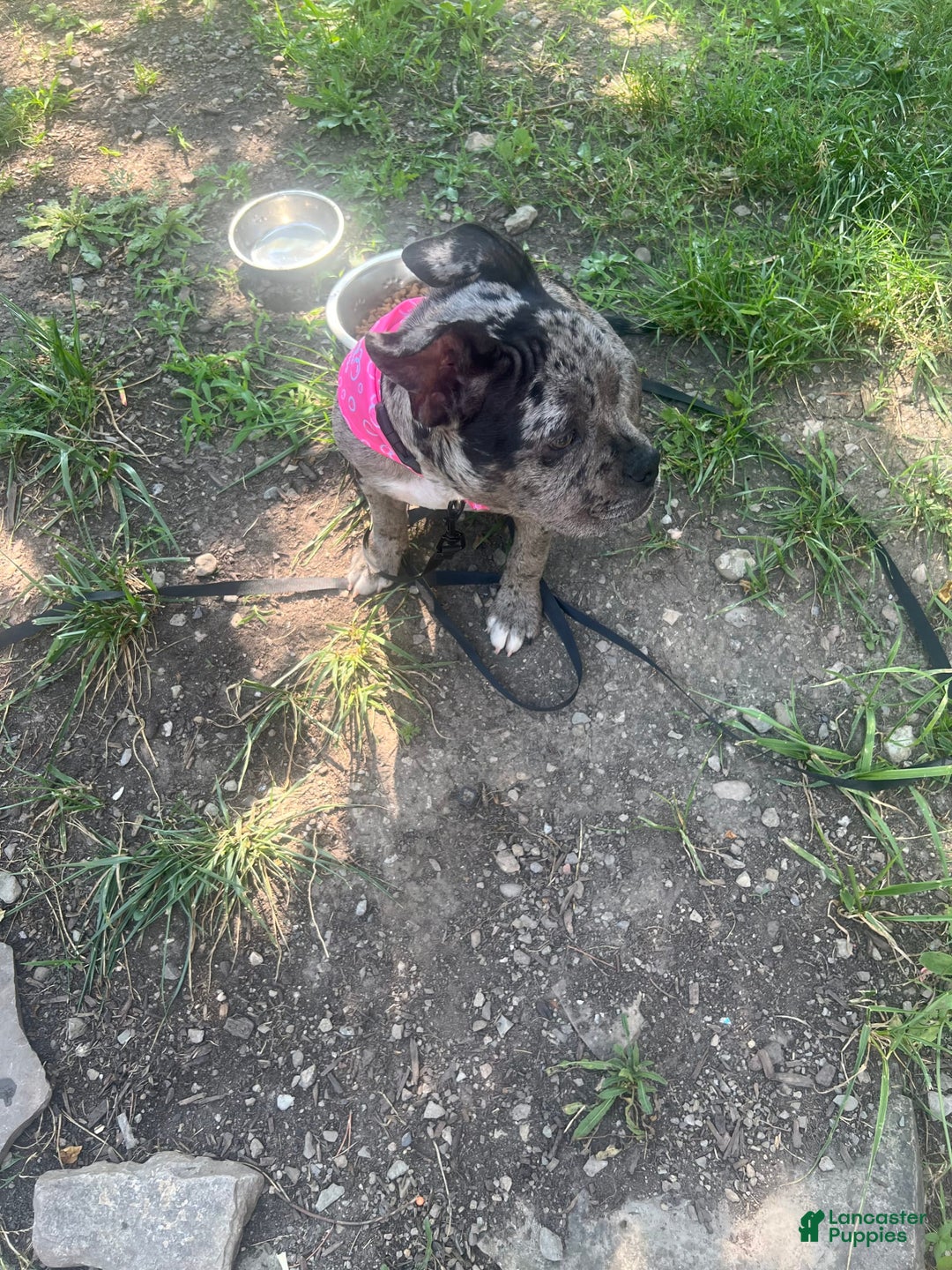 American Bully dogs for sale: Dior - Image 6