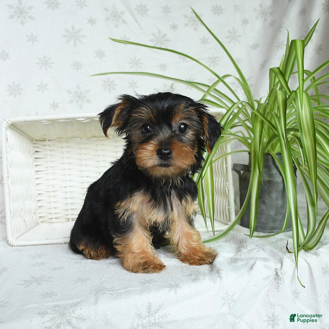 Yorkshire Terrier dogs for sale: Yorkshire Terrier 4 puppies - Image 17