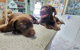 Labrador Retriever dogs for sale: Jan - Image 3