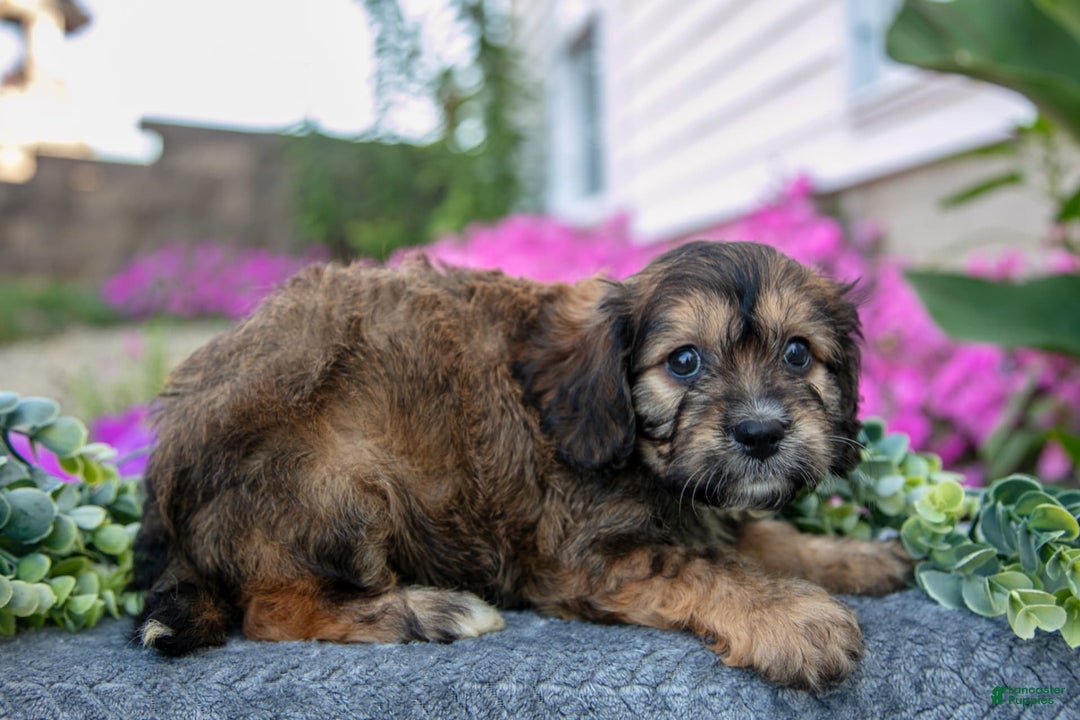 Cavachon dogs for sale: Nova - Image 2
