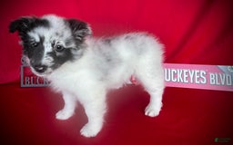 Shetland Sheepdog dogs for sale: Bi-blue Split Face - Image 5