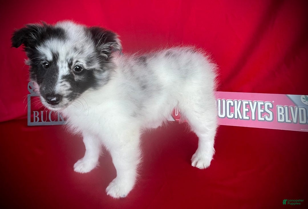 Shetland Sheepdog dogs for sale: Bi-blue Split Face - Image 5