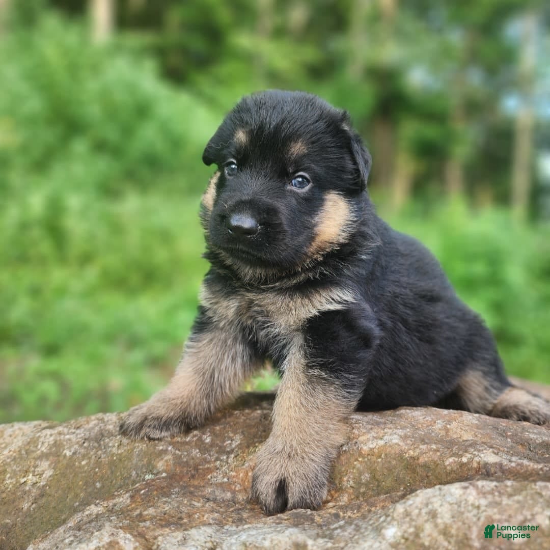German Shepherd dogs for sale: Kira - Image 9