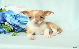 Chihuahua dogs for sale: Roxy - Image 2