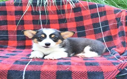 Welsh Corgi Pembroke dogs for sale: Mia - Image 3