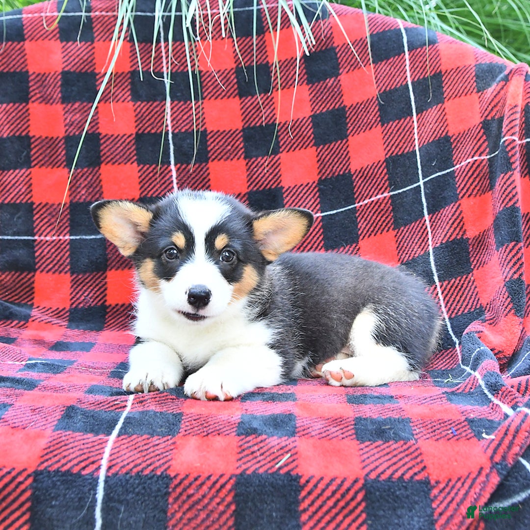 Welsh Corgi Pembroke dogs for sale: Mia - Image 3