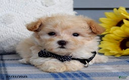 Maltipoo dogs for sale: Nevin - Image 9