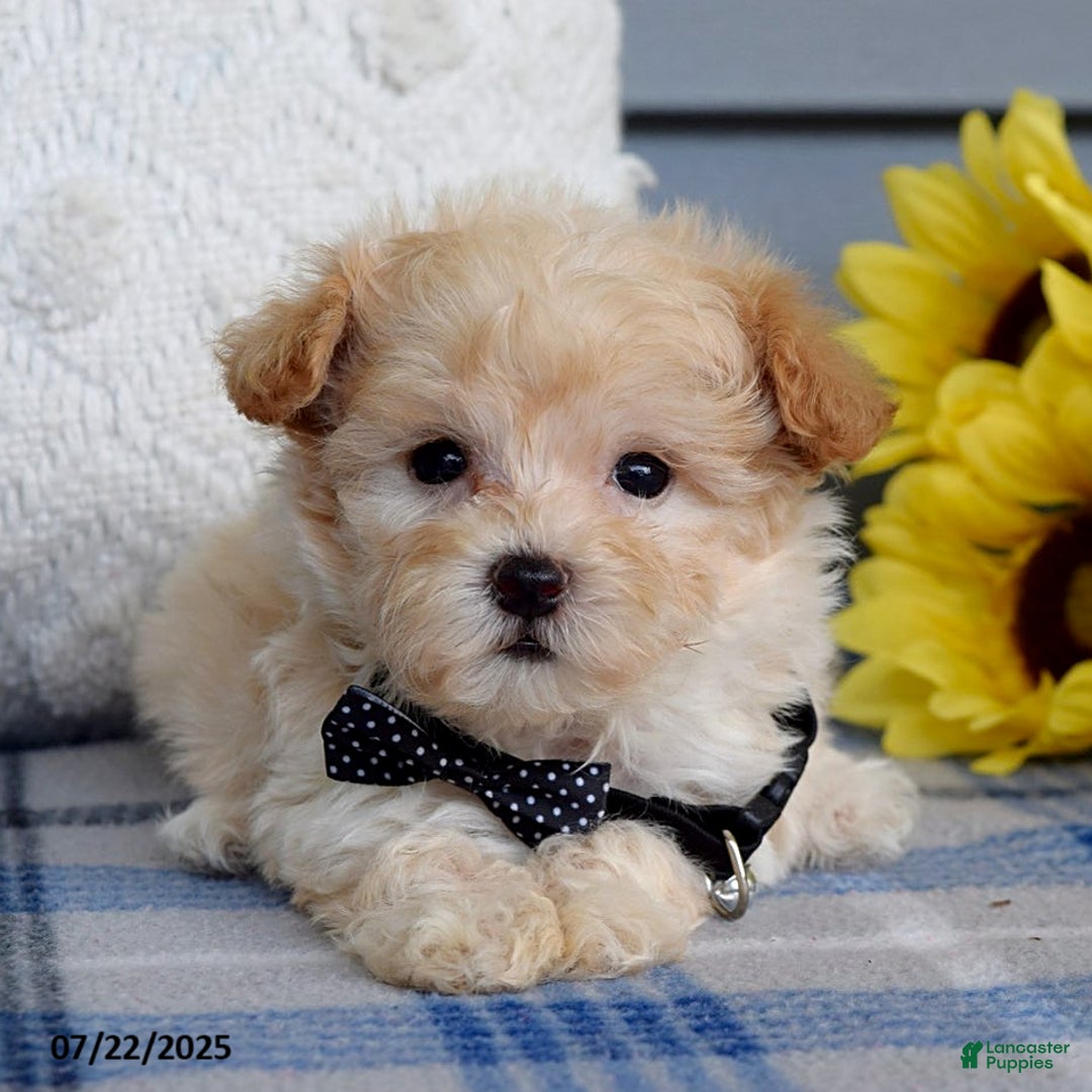 Maltipoo dogs for sale: Nevin - Image 9
