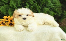 Maltipoo dogs for sale: Bonnie - Image 3