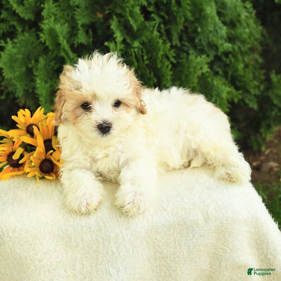 Maltipoo dogs for sale: Bonnie - Image 3