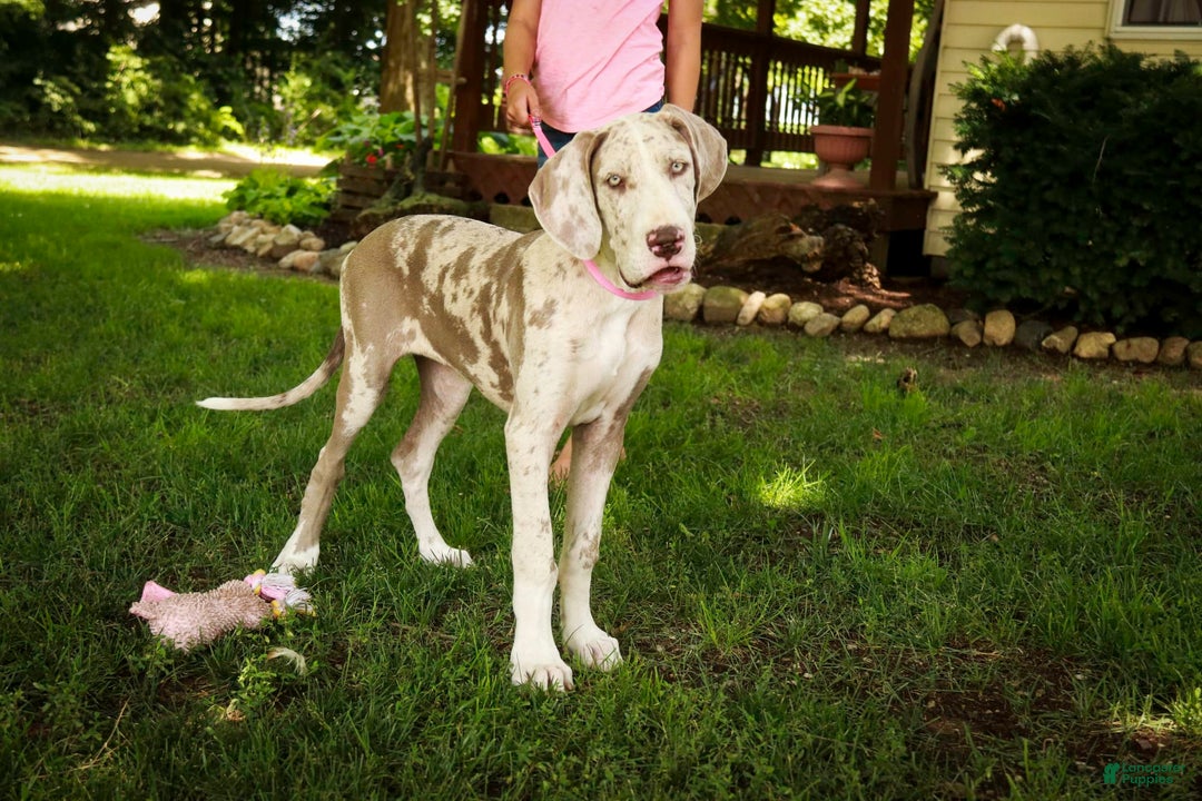 Great Dane dogs for sale: Jovie - Image 3