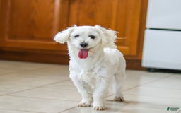 Morkie dogs for sale: Kelvin - Image 13