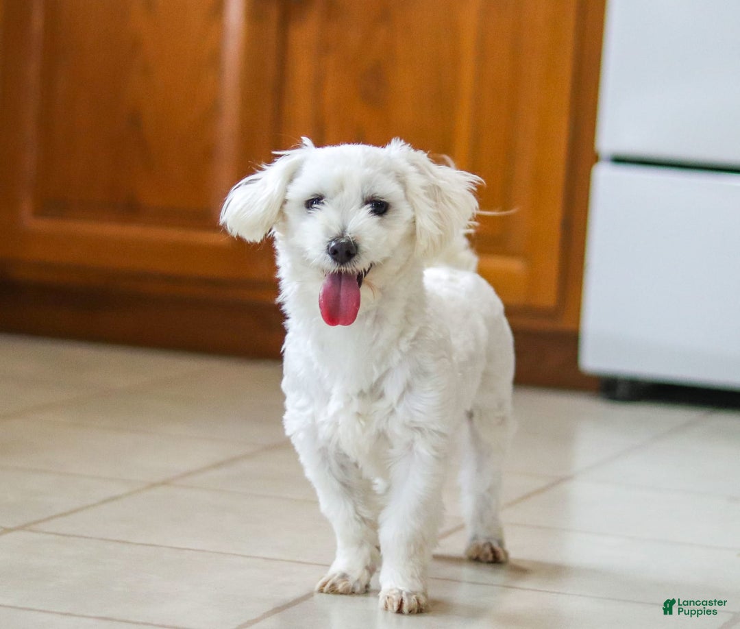 Morkie dogs for sale: Kelvin - Image 13