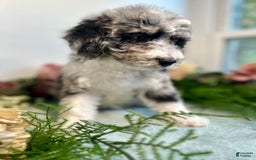 Mini Bernedoodle dogs for sale: Jewel - Image 7
