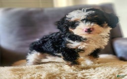 Mini Bernedoodle dogs for sale: Willow - Image 3