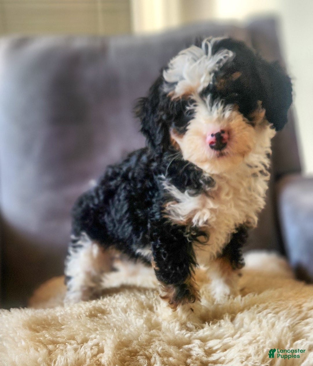 Mini Bernedoodle dogs for sale: Willow - Image 3