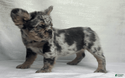 French Bulldog dogs for sale: cleo - Image 9
