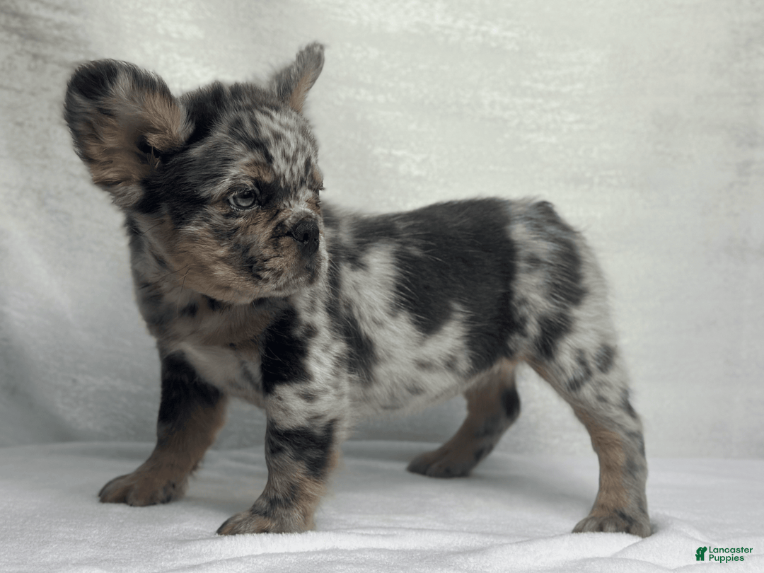 French Bulldog dogs for sale: cleo - Image 9