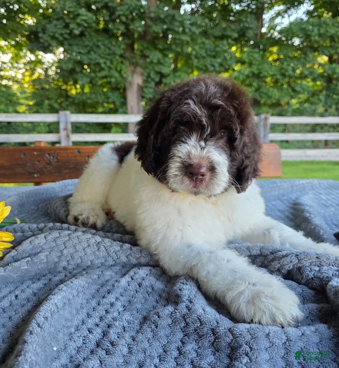 Newfypoo dogs for sale: Bernie - Image 3