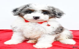 Mini Aussiedoodle dogs for sale: Logan - Image 8