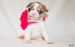 French Bulldog dogs for sale: Athena Akc - Image 41
