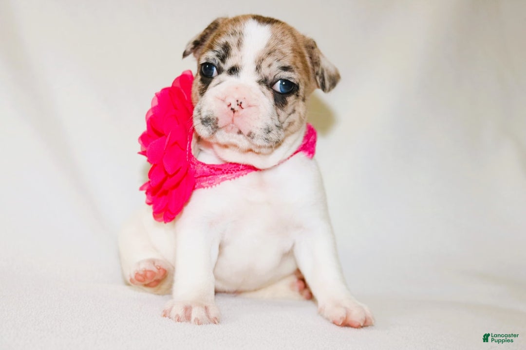 French Bulldog dogs for sale: Athena Akc - Image 41