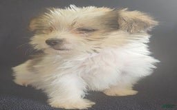 Cavalier King Charles Spaniel dogs for sale: Peanut - Image 1