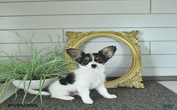 Papillon dogs for sale: Quinn - Image 3