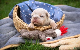 English Bulldog dogs for sale: Turbo - Image 13