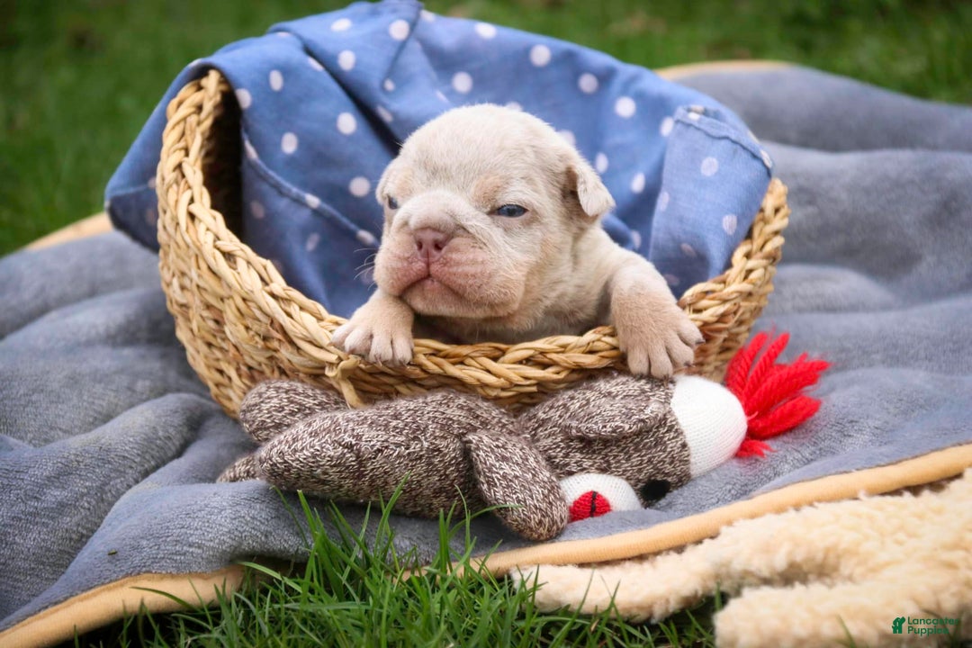 English Bulldog dogs for sale: Turbo - Image 13