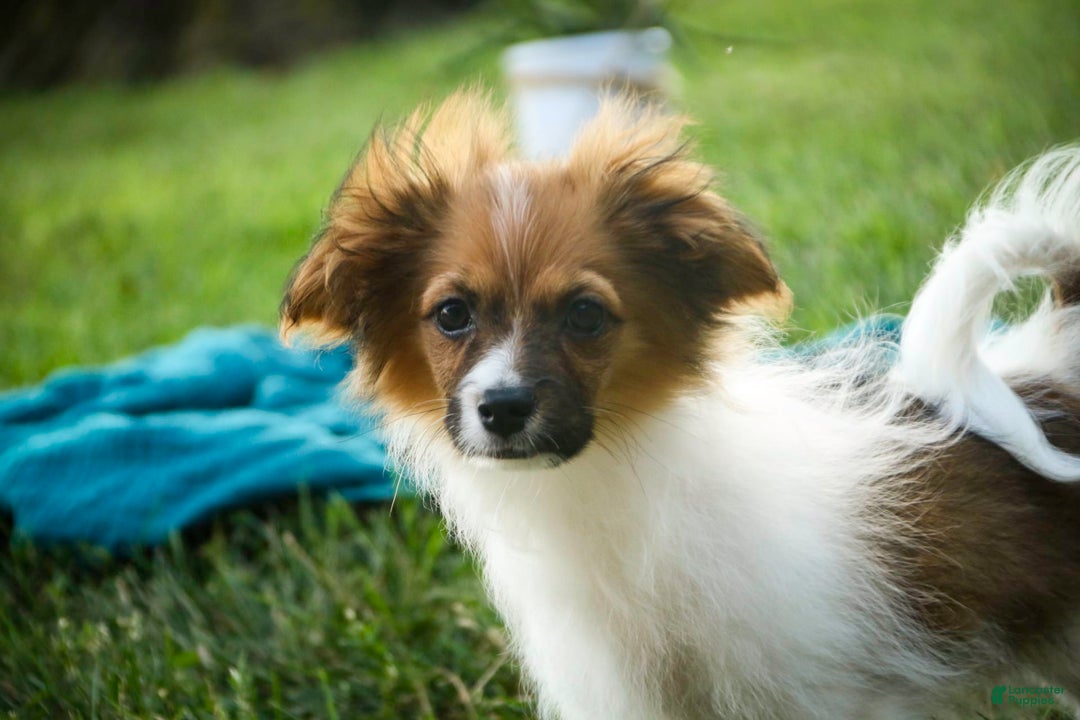 Papillon dogs for sale: Rome - Image 34