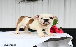 English Bulldog dogs for sale: Rosa - Image 5