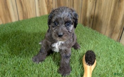 Cavapoo dogs for sale: Bertha Boy 3 - Image 2
