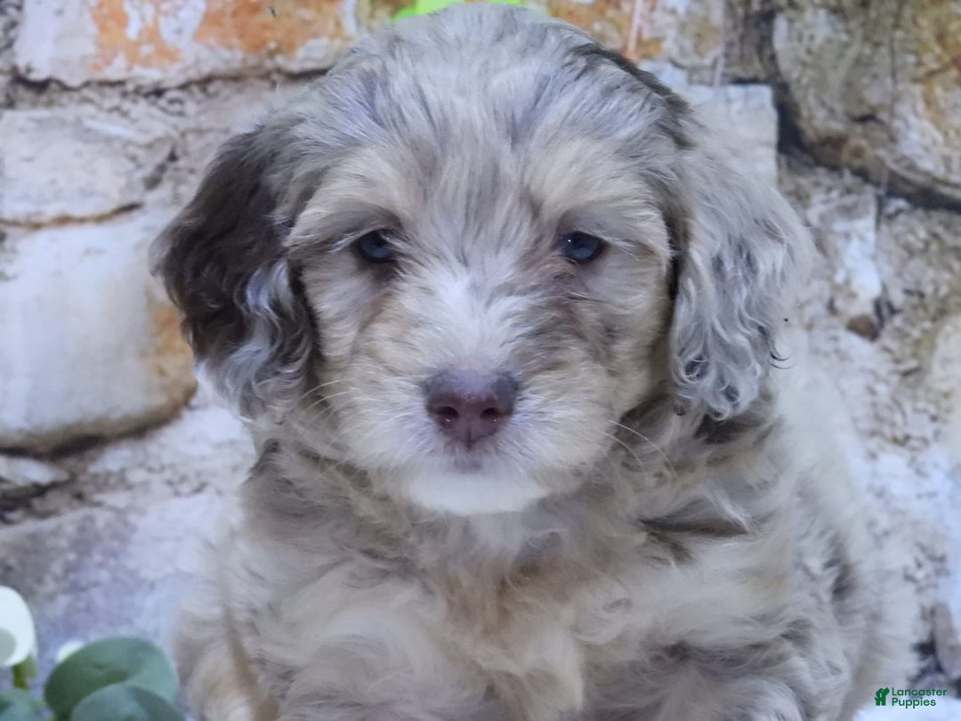 Mini Goldendoodle dogs for sale: Haven F1b - Image 1