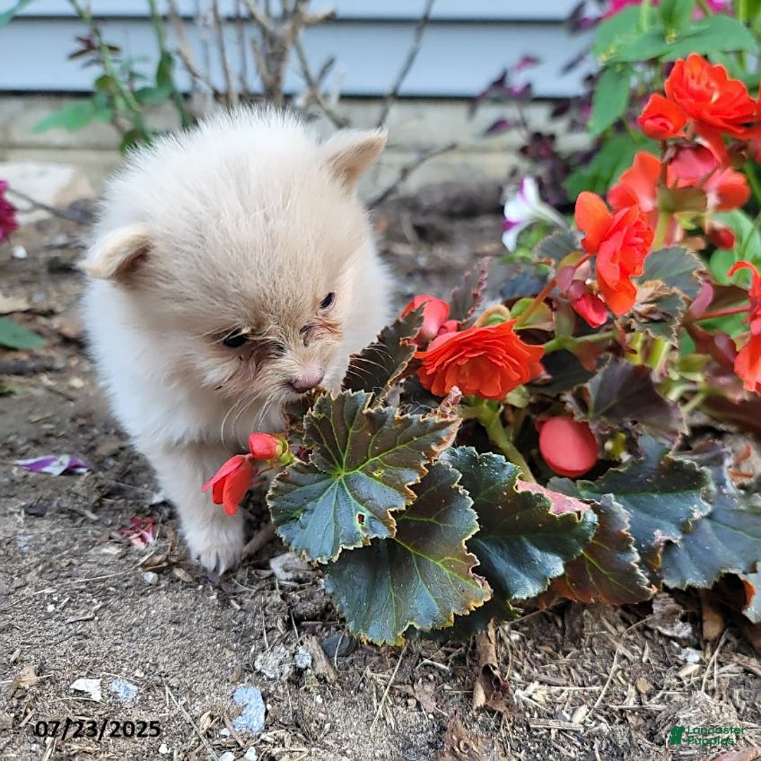 Pomeranian dogs for sale: Cameron - Image 2