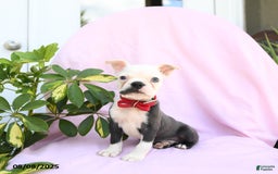 Boston Terrier dogs for sale: Boston Terrier 4 puppies - Image 5