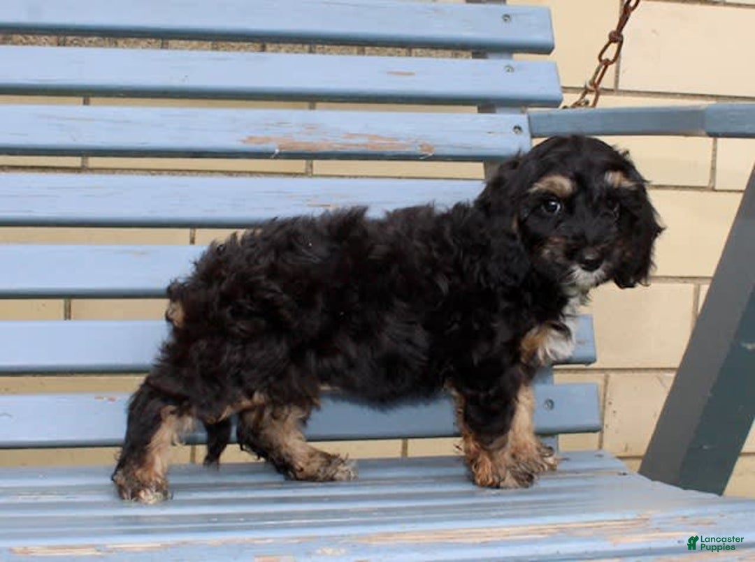 Cockapoo dogs for sale: Sunni - Image 4