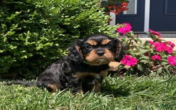 Cavalier King Charles Spaniel dogs for sale: Hope - Image 14