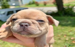 French Bulldog dogs for sale: Azriel - Image 3