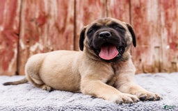 English Mastiff dogs for sale: Horace - Image 18