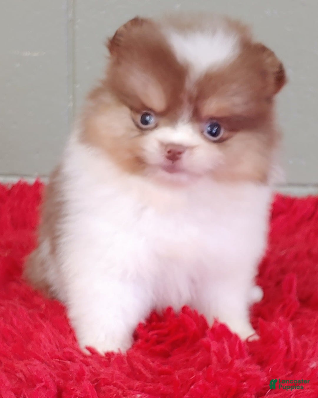 Pomeranian dogs for sale: Cindy - Image 5